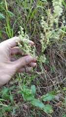 Rumex thyrsiflorus