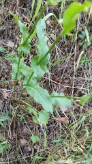 Rumex thyrsiflorus