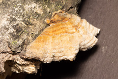 Stereum fasciatum