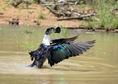 Sarkidiornis melanotos