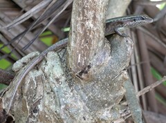 Trachylepis comorensis