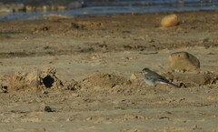 Motacilla alba alba