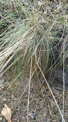 Festuca valesiaca
