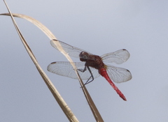Rhodothemis lieftincki
