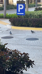 Columba livia domestica