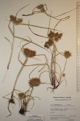 Cyperus engelmannii