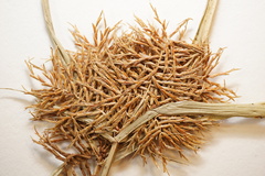 Cyperus engelmannii
