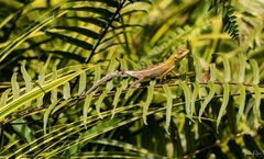 Calotes versicolor