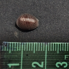 Pseudopusula sanguinea