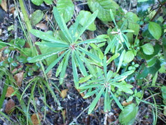 Euphorbia kraussiana