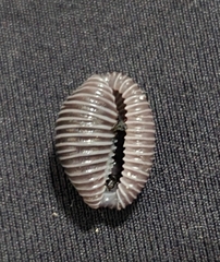 Pseudopusula sanguinea