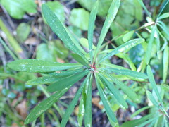 Euphorbia kraussiana