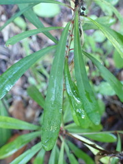 Euphorbia kraussiana