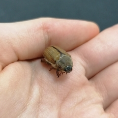 Amphimallon solstitiale