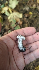 Tricholomella constricta