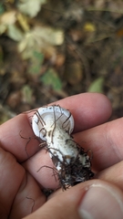 Tricholomella constricta