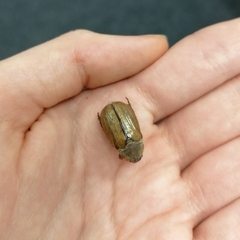 Amphimallon solstitiale