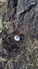 Tricholomella constricta