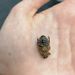 Amphimallon solstitiale