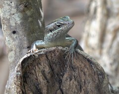 Trachylepis comorensis