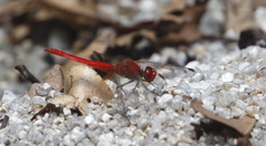 Diplacodes haematodes