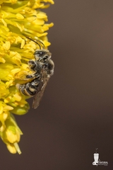 Exomalopsis bruesi