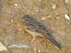 Emberiza
