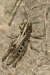 Omocestus haemorrhoidalis haemorrhoidalis