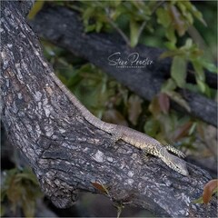 Varanus niloticus