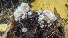 Clitopilus
