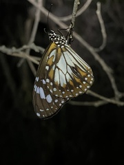 Danaus affinis