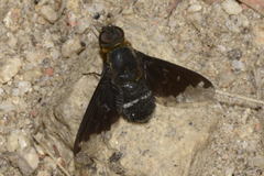 Hemipenthes velutina