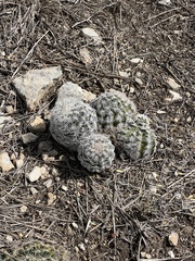 Echinocereus reichenbachii caespitosus