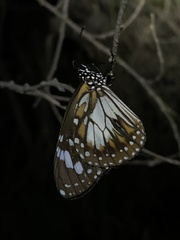 Danaus affinis