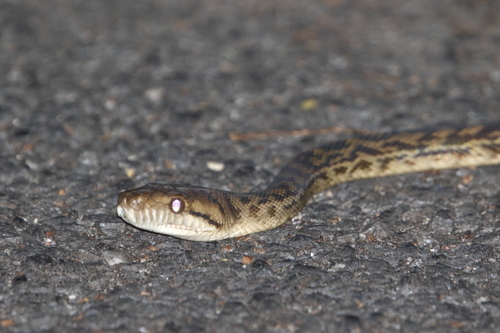 Australian Scrub Python sighting