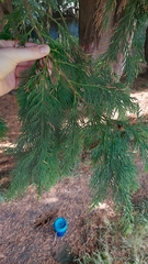 Cupressus sempervirens