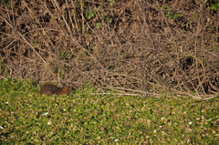 Myocastor coypus