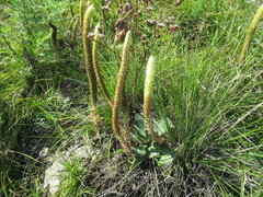 Goniolimon speciosum
