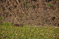 Myocastor coypus