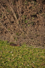 Myocastor coypus