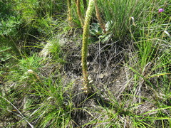 Orostachys spinosa
