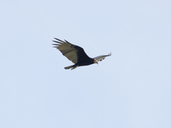 Cathartes burrovianus
