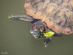 Trachemys scripta elegans