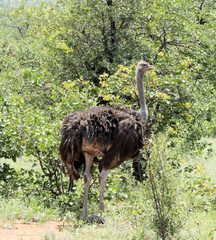 Struthio camelus australis