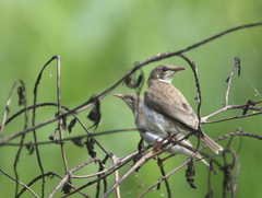 Ramsayornis modestus