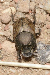 Onthophagus vacca