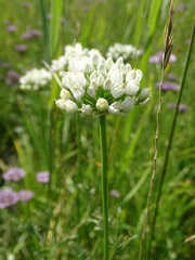 Allium angulosum
