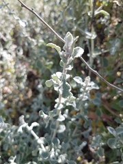 Helichrysum patulum