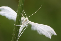 Pterophorus