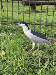 Nycticorax nycticorax